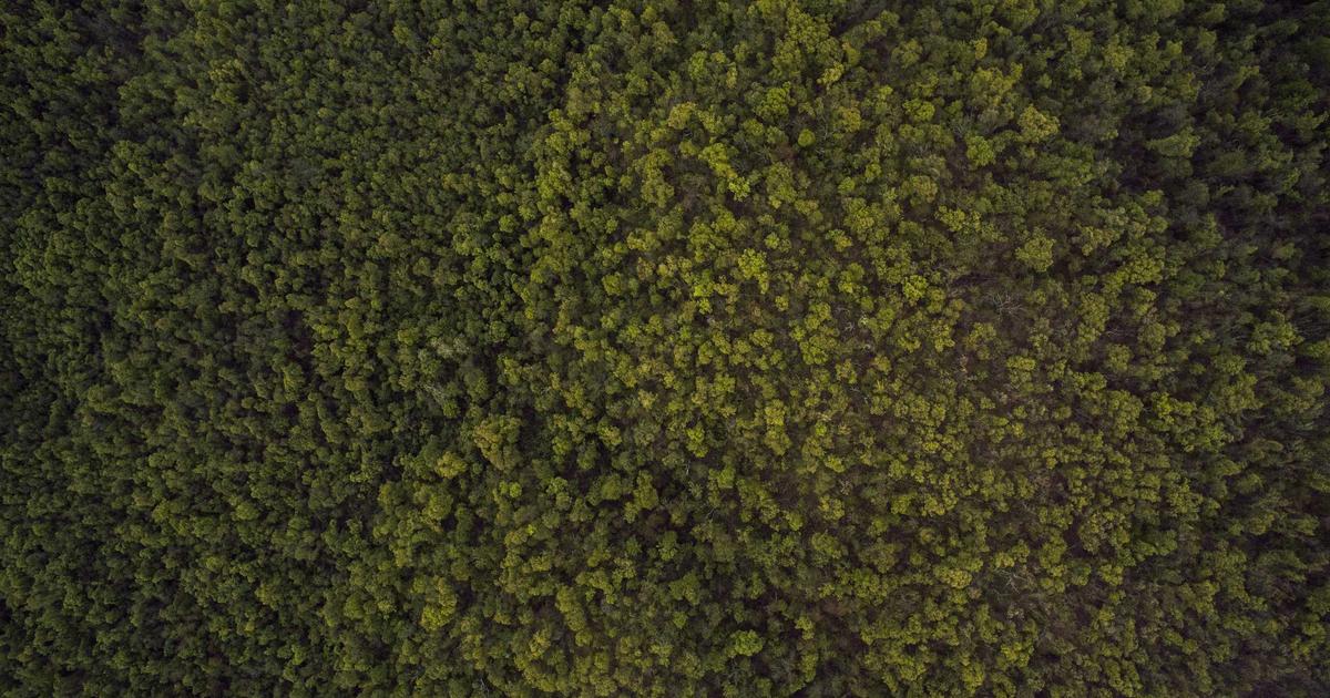 The Strange Story of Slender Man and Its Online Birth