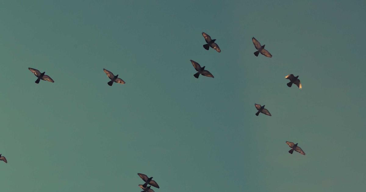 The Surprising Truth: Excel Never Dies (And Why It Matters)