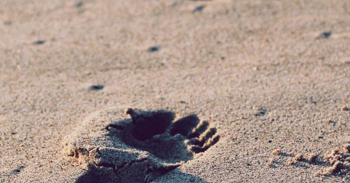 Inside the Hidden Portals of Social Media Takedowns