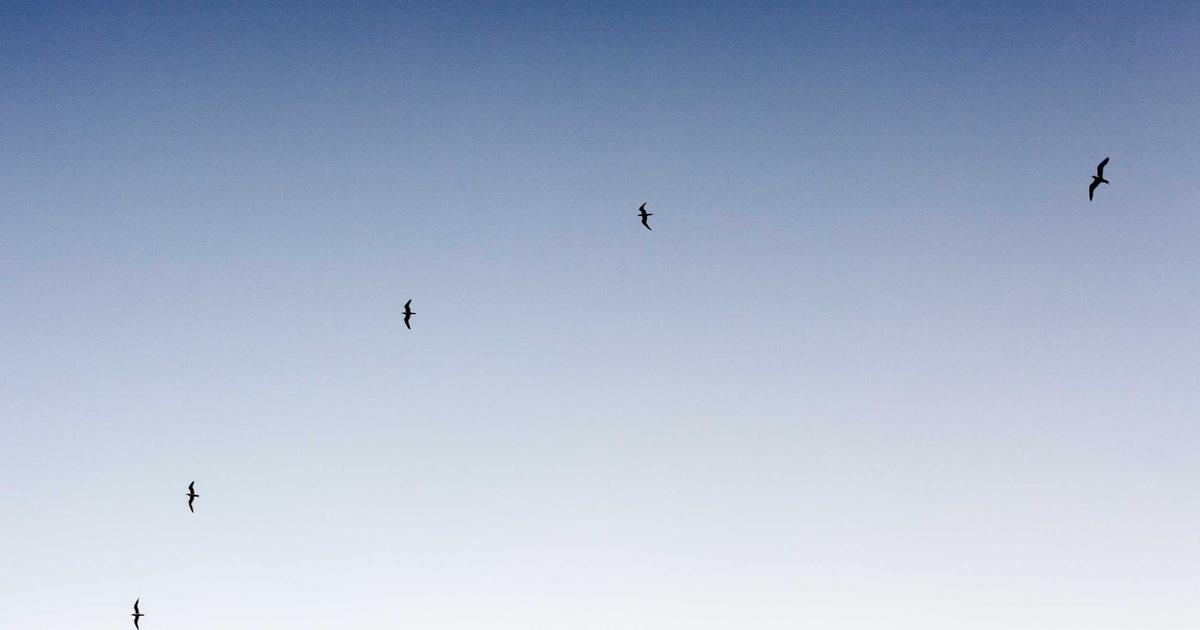 The Strange Story of Hey, GitHub: AI's Forgotten Promise