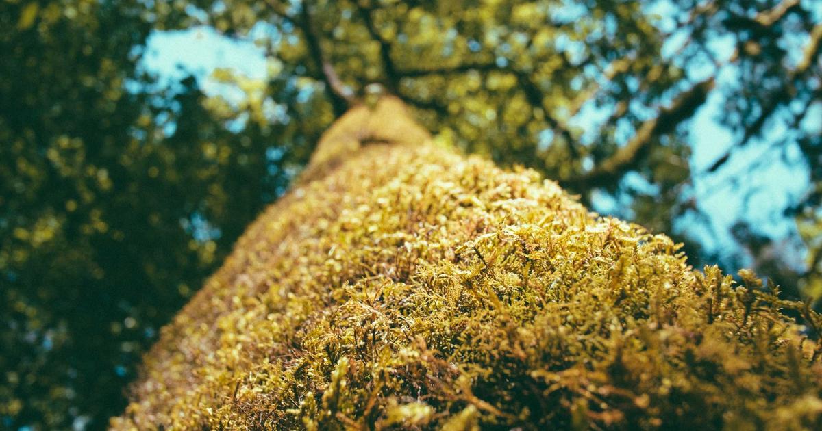 The Strange Story of Verse, a New Programming Language